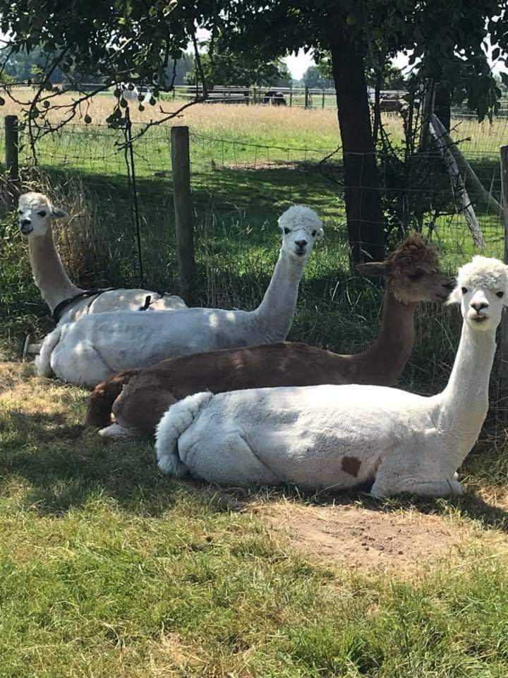 alpaca mooi geschoren