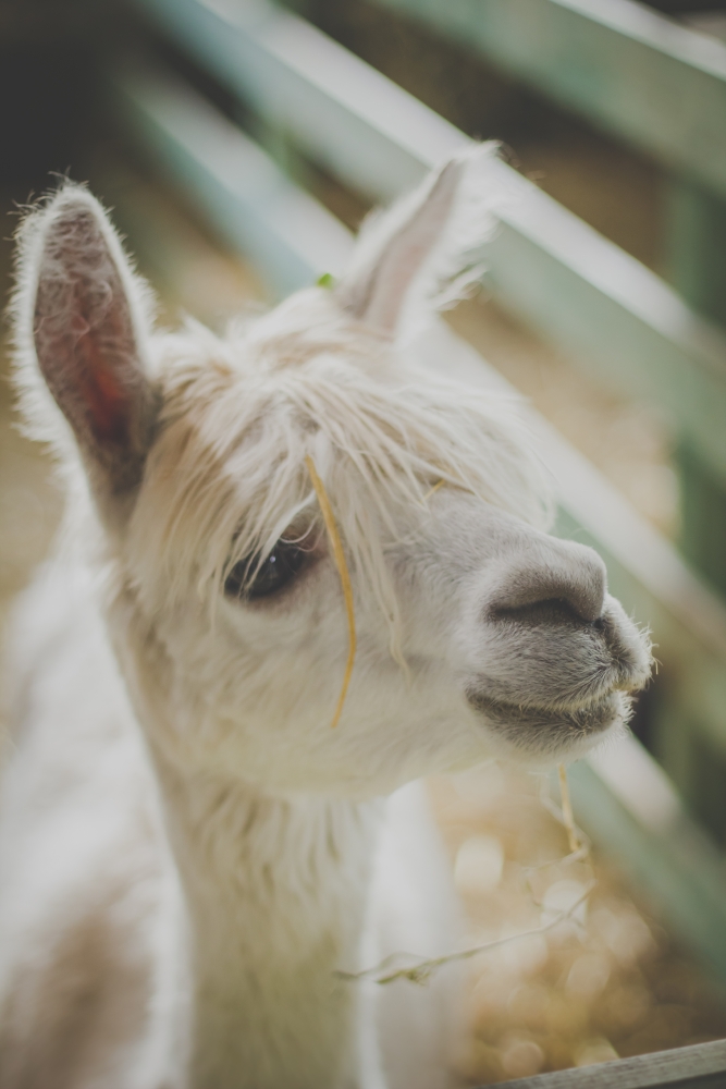 alpaca, levert zeer zachte en fijne wol 