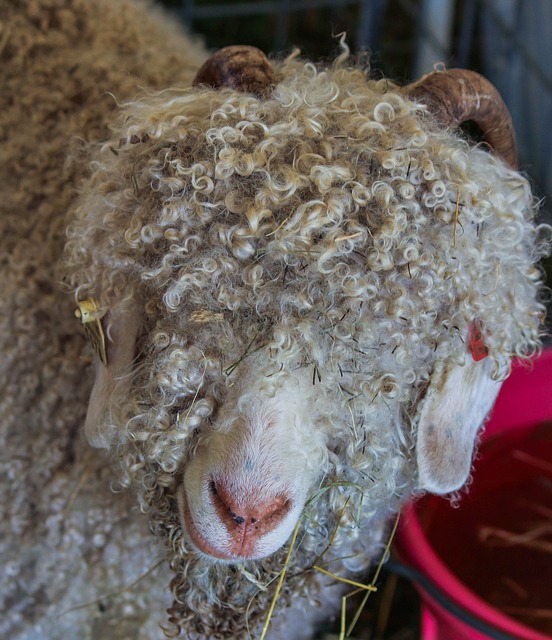 angora geit, levert mohair wol