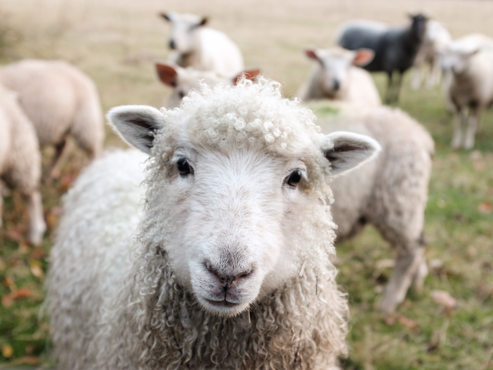 schaap,levert oa.wol met natuurlijk wolvet