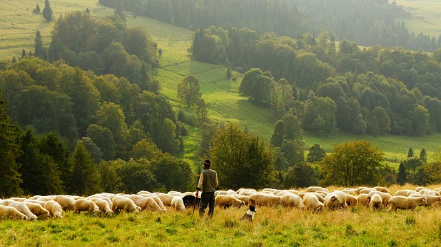 Schapen in de vrije natuur